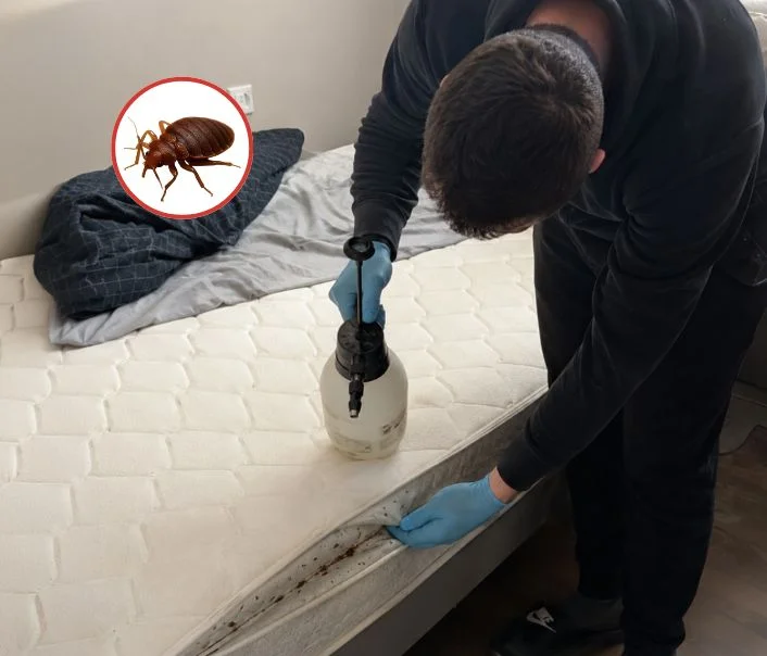 Technicien traitant un matelas contre les punaises de lit à Rochefort-en-Yvelines